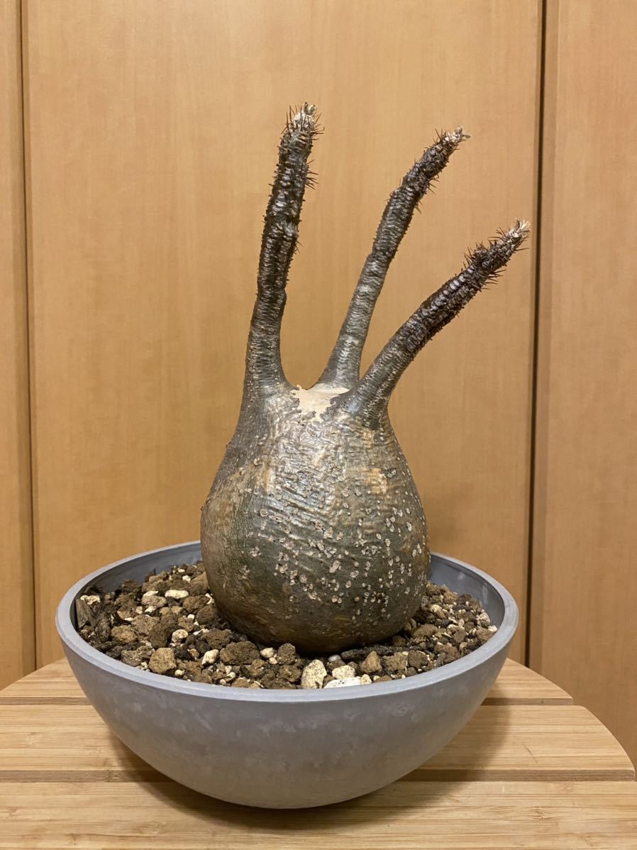 大得価，新作登場】 パキポディウム グラキリス 塊根植物 コーデックス 