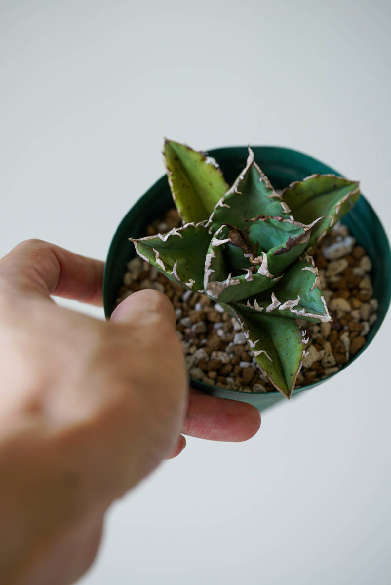 HOT，格安 Agave titanota アガベ チタノタ ②(アガベ)｜売買されたオークション情報、yahooの商品情報をアーカイブ公開 - オークファン アガベ