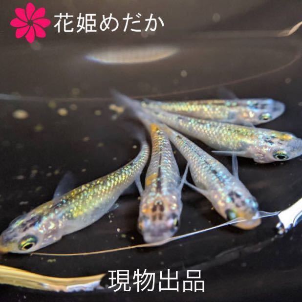 【高品質，安い】 花姫めだか 夜桜メダカ 成魚 メス3オス2 2ペア+1 現物出品 高固定率 産卵中 メダカ(めだか)｜売買されたオークション情報、yahooの商品情報をアーカイブ公開 - オークファン めだか