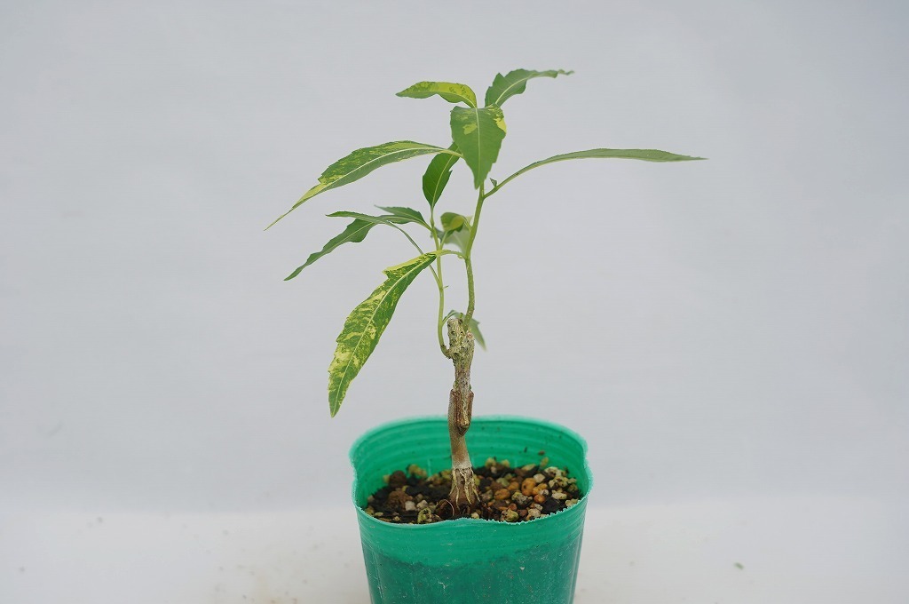 観葉植物 レア植物 バオバブ木 アダンソニア・ザ 'バリエガータ