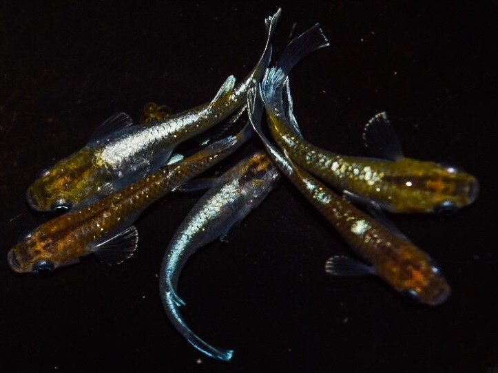 メダカグラム 上物 ブロンズメダカ 若魚２ペア＋ 発送日限定 説明欄を必ずご覧ください(めだか)｜売買されたオークション情報、yahooの商品情報をアーカイブ公開 - オークファン めだか