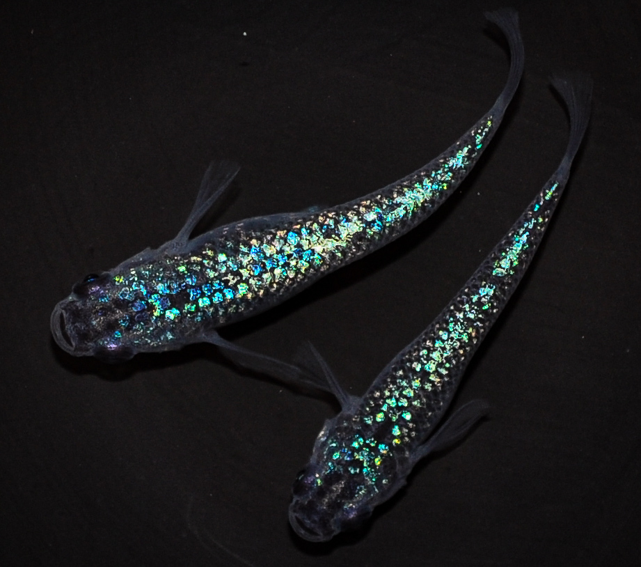 人気，定番 オーロラブラックラメ 背びれなし 若魚 2020年産まれ オス1 メス1 現物出品 ikahoff N-0829-4628-a(めだか)｜売買されたオークション情報、yahooの商品情報をアーカイブ公開 - オークファン めだか