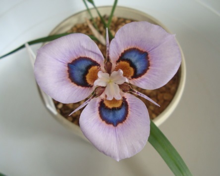 南ア球根 モラエア ヴィローサ Moraea Villosa 開花見込み球2球 球根 売買されたオークション情報 Yahooの商品情報をアーカイブ公開 オークファン Aucfan Com