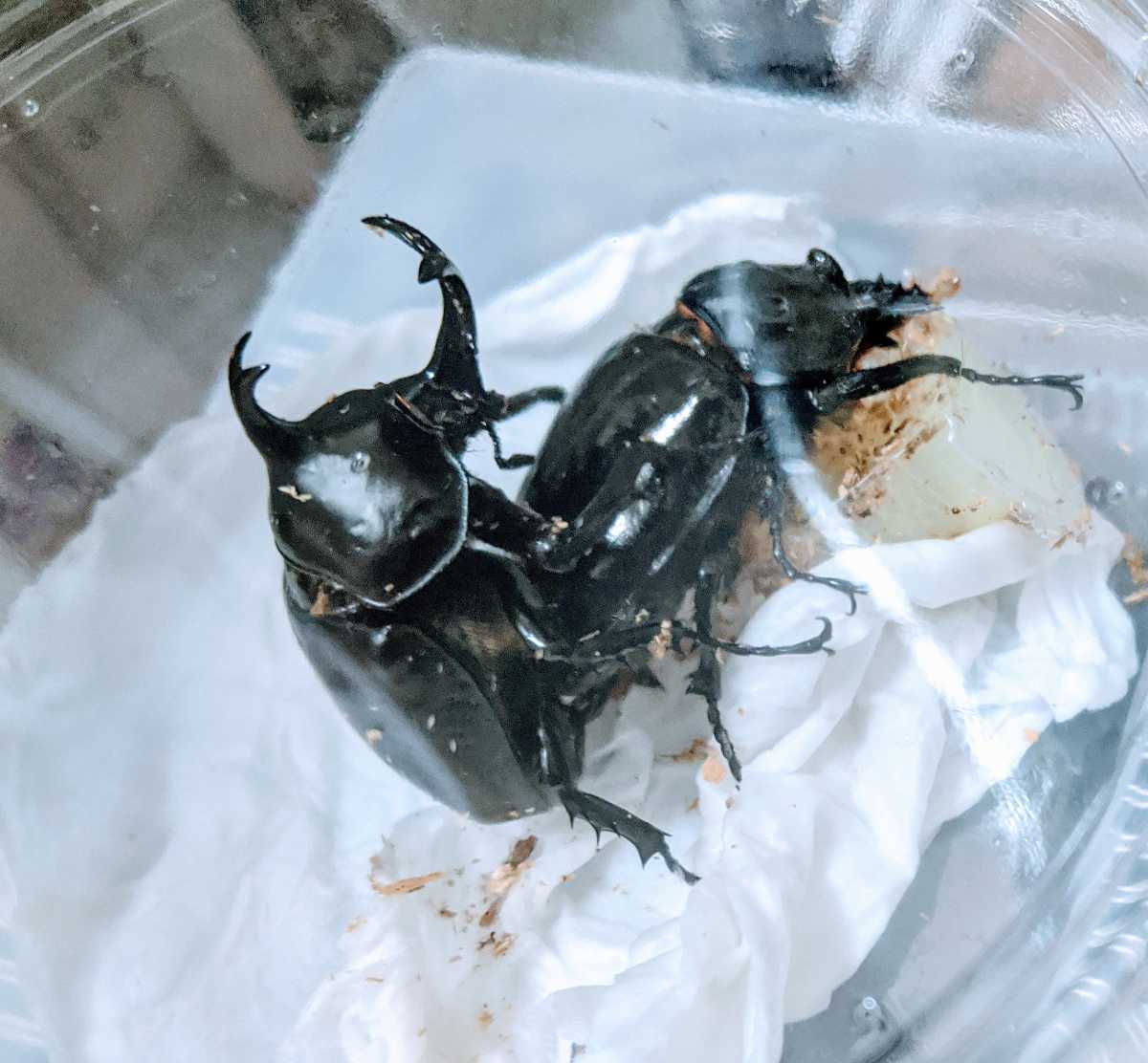 ダビディスカブト幼虫 ダビディスカブト 公式通販 ダビディスカブト ダビディスカブト幼虫 ダビディスカブト 公式通販 ダビディスカブト