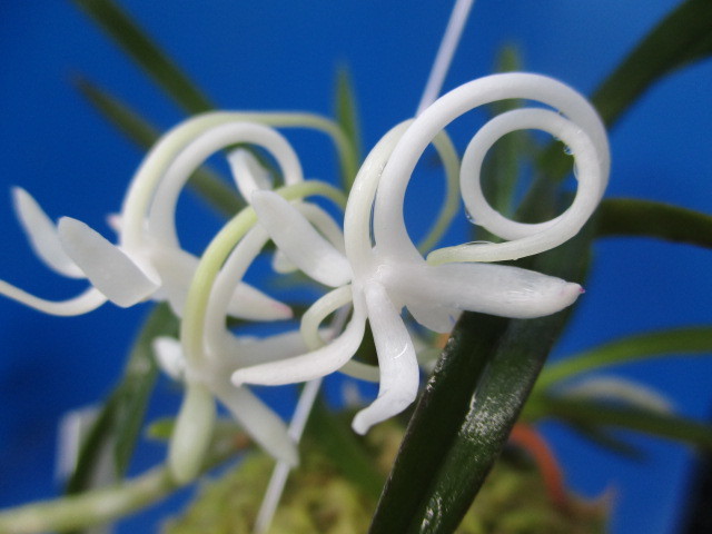 FT富貴蘭、＜＜皇座の舞＞＞1本立ち（花芽付き）