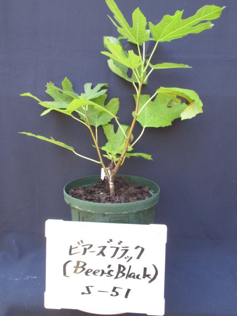 Beer's Black (ビールズブラック&frasl;ビアーズブラック) イチジクの苗 Fig(ビールズブラック イチジク)の特徴・味・耐寒性 Black☆ 人気イチジク苗 挿し木苗122 ブラック） Black（ビアーズ イチジク - ビアーズブラックいちじく苗｜Yahoo!フリマ（旧PayPayフリマ） (Beer's O-447☆Beer's