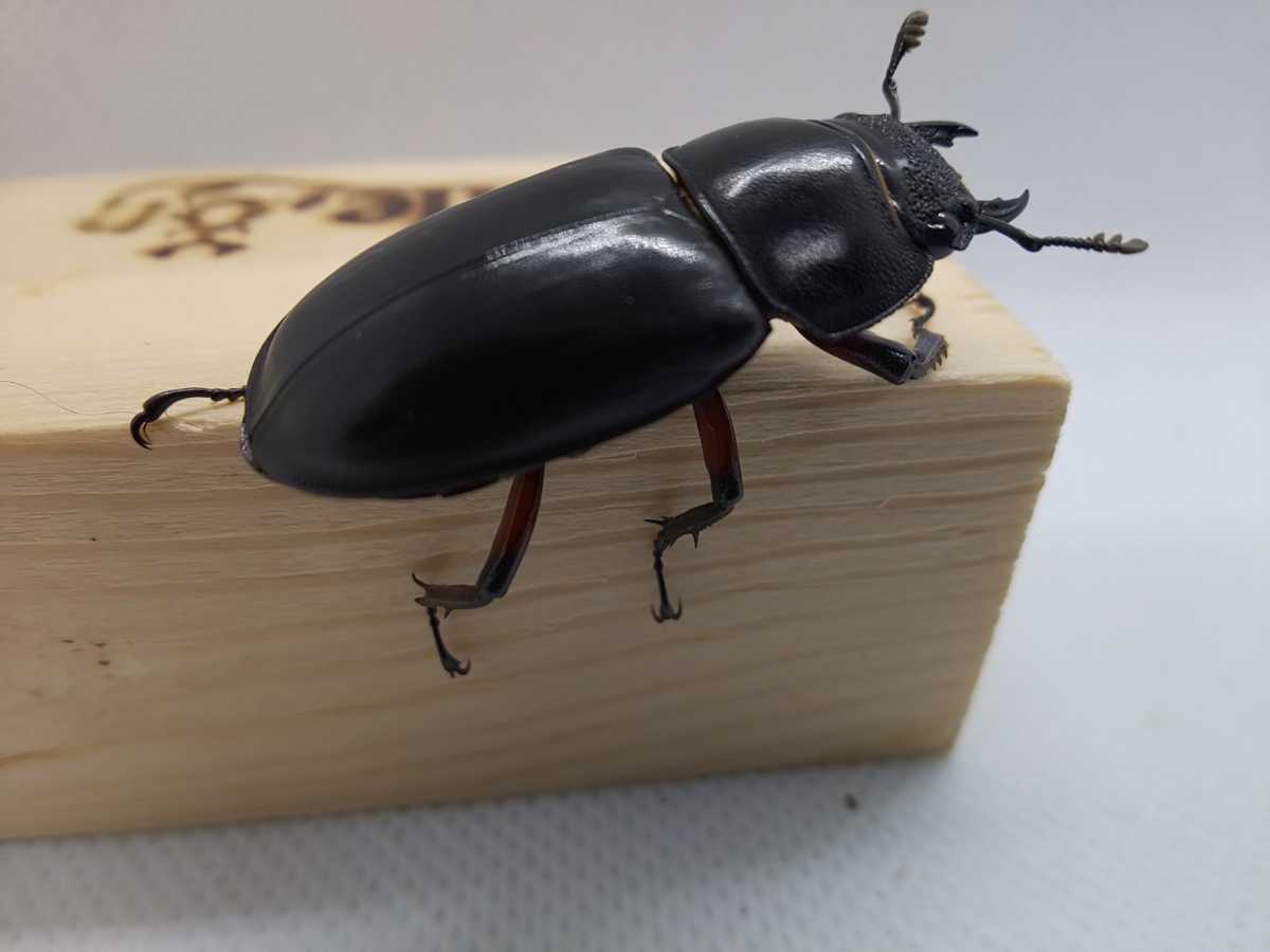 低価，お得 ディディエールシカクワガタ ♀単品 新成虫(外国産)｜売買されたオークション情報、yahooの商品情報をアーカイブ公開 - オークファン 外国産
