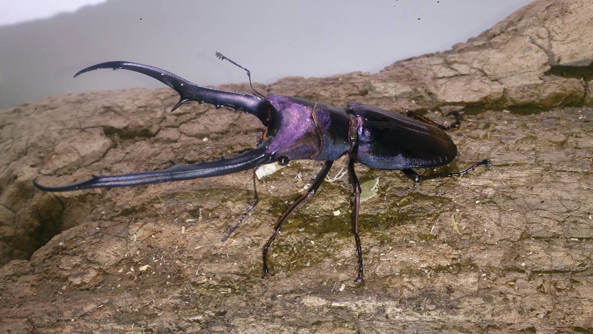  メタリフェルホソアカクワガタ ♂７７ｍｍ単品 メタリフェル 青紫系 ⑳ ＋おまけ顎折れ♂(外国産)｜売買されたオークション情報、yahooの商品情報をアーカイブ公開 - オークファン 外国産