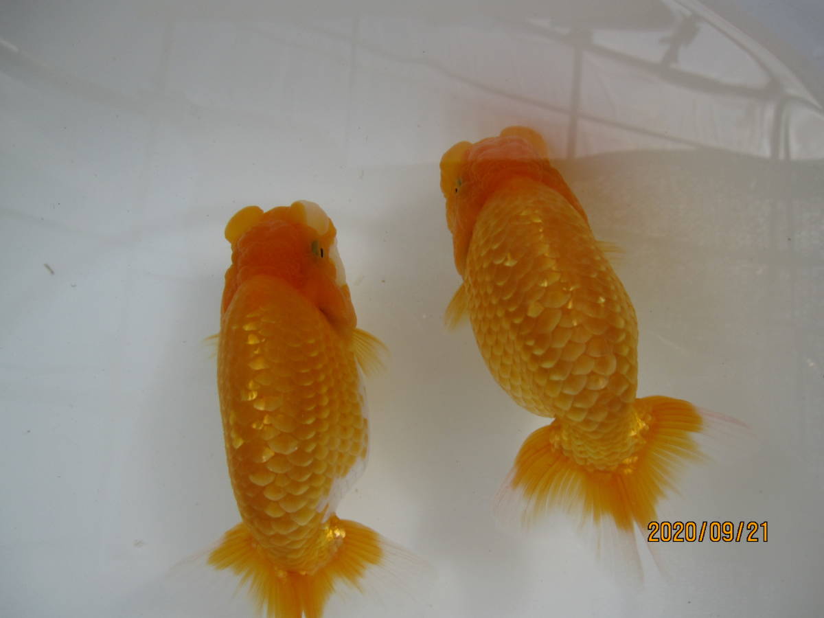 金魚やぶろぐ 協会系らんちゅう 佐々木 by 当歳二歳三歳販売魚ご
