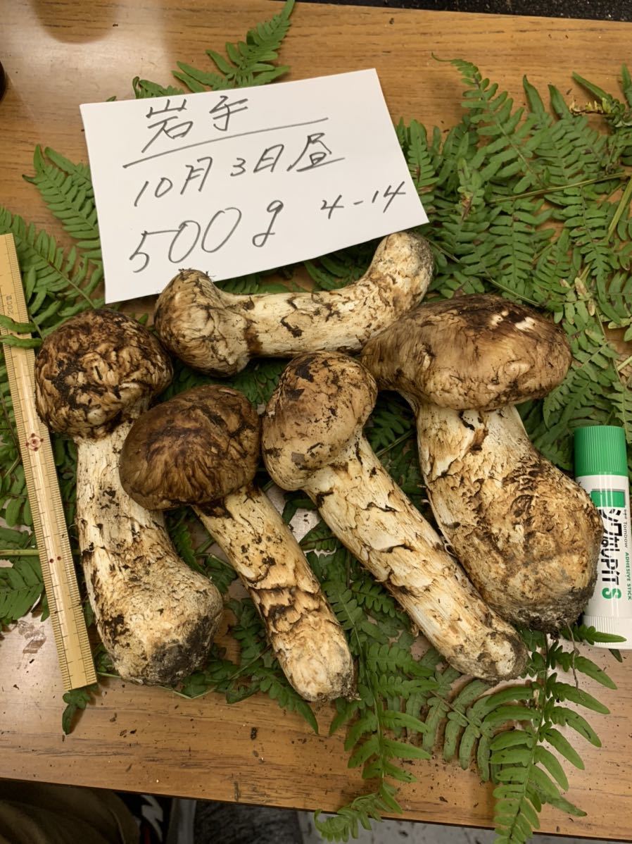 まつたけ | 公式通販 YD-885 2026秋発送＞≪産地直送≫ 岩泉まつたけ 