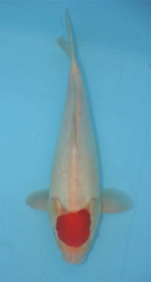 ☆妙高錦鯉 格安2歳魚市 19-19 丹頂紅白 34センチ 優良個体☆