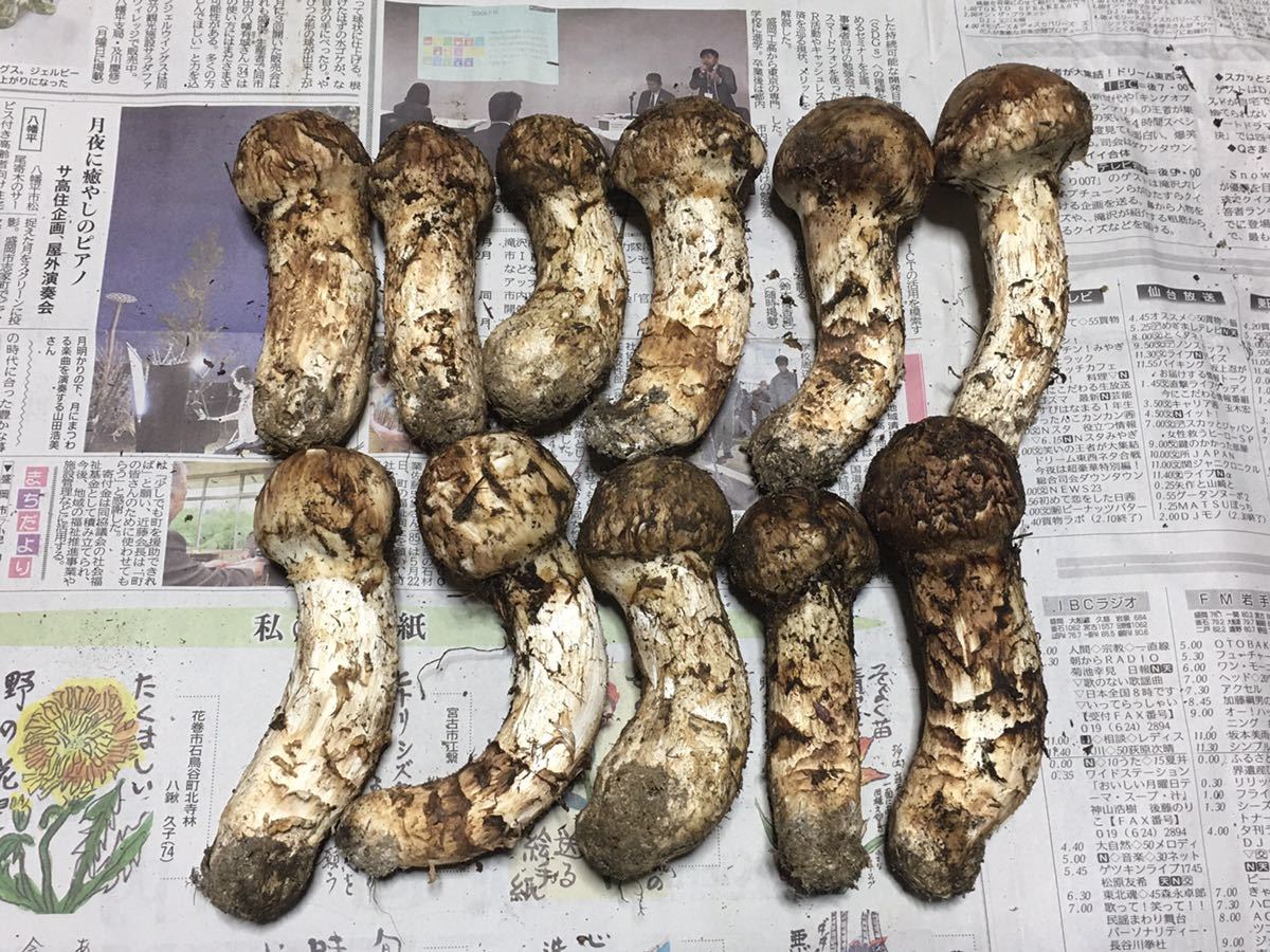 岩手県産松茸 松茸 岩手産 10月5日昼 岩手県産 YD-