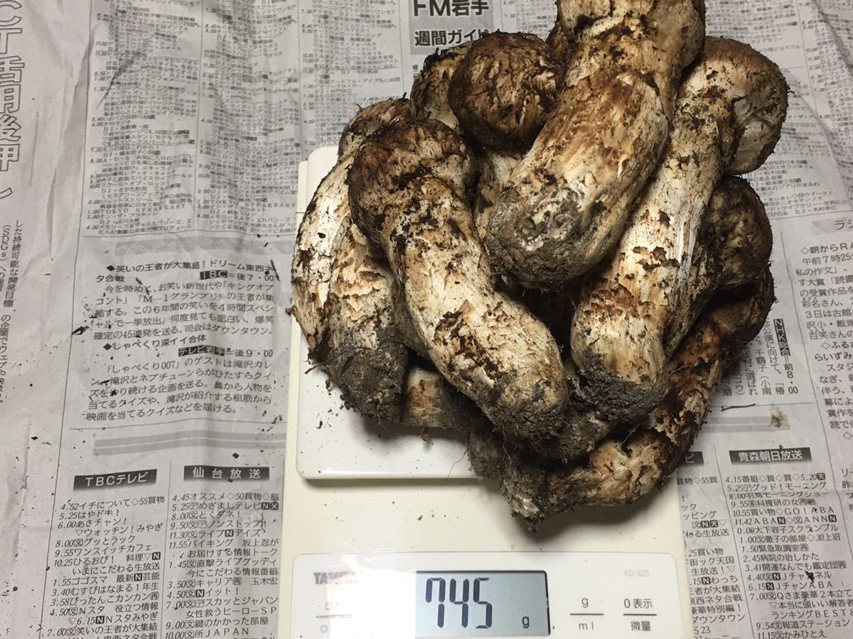 岩手県産松茸 松茸 岩手産 10月5日昼 岩手県産 YD-