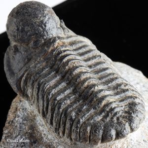 ふじ　三葉虫 モデル三葉虫カブトムシリアルな虫のフィギュアプラスチック昆虫大型