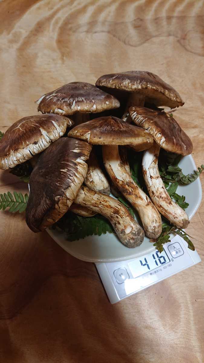 10月18日採取松茸416g「最後」
