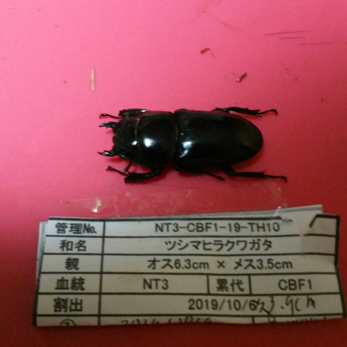 ツシマヒラタクワガタ メス39mm 2匹 国産 売買されたオークション情報 Yahooの商品情報をアーカイブ公開 オークファン Aucfan Com ツシマヒラタクワガタ メス39mm 2匹 国産 売買されたオークション情報 Yahooの商品情報をアーカイブ公開 オークファン Aucfan Com