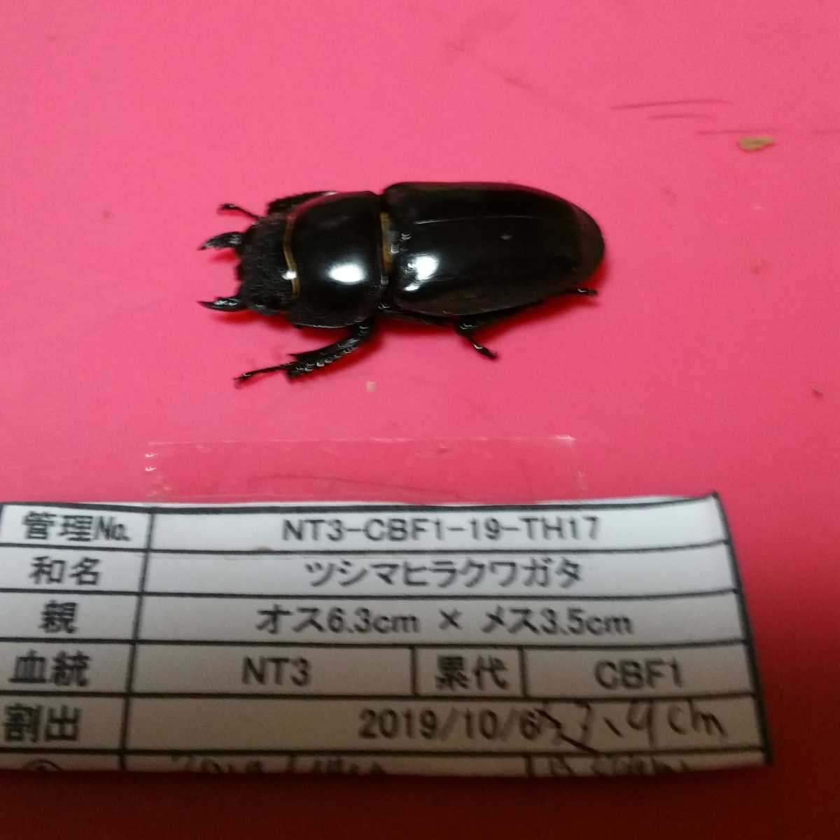ツシマヒラタクワガタ メス39mm 2匹 国産 売買されたオークション情報 Yahooの商品情報をアーカイブ公開 オークファン Aucfan Com
