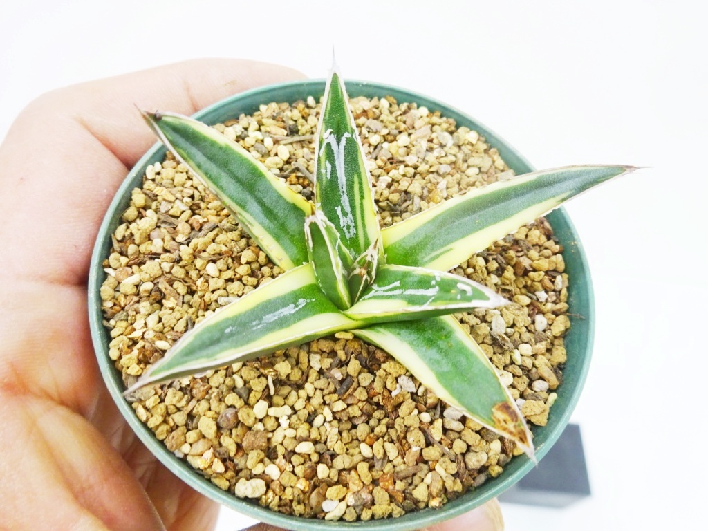 笹の雪 アガベ - 「白山」観葉植物の落札相場・落札価格 Yahoo