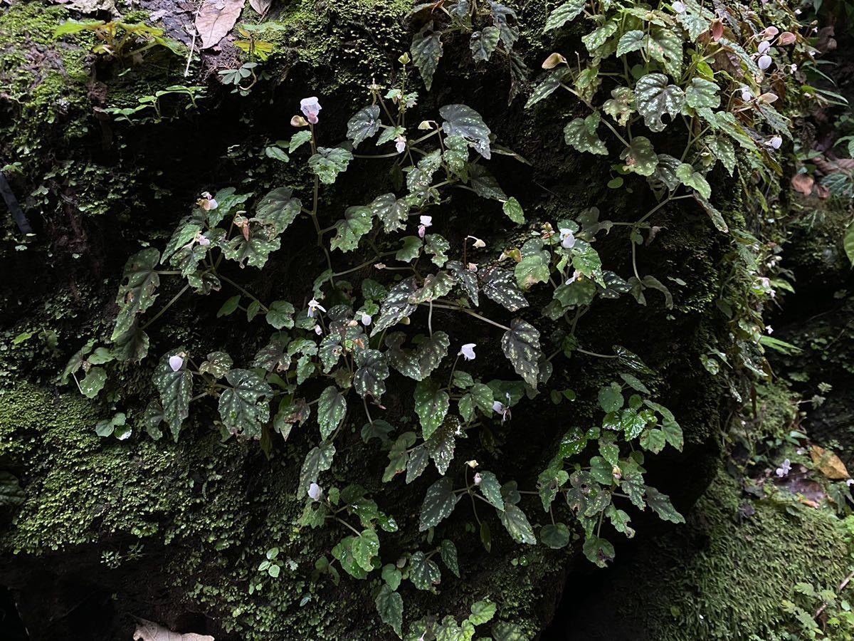 Begonia tenuifolia Sukasada， Bali 原種ベゴニア | PGT.UPRRP.EDU