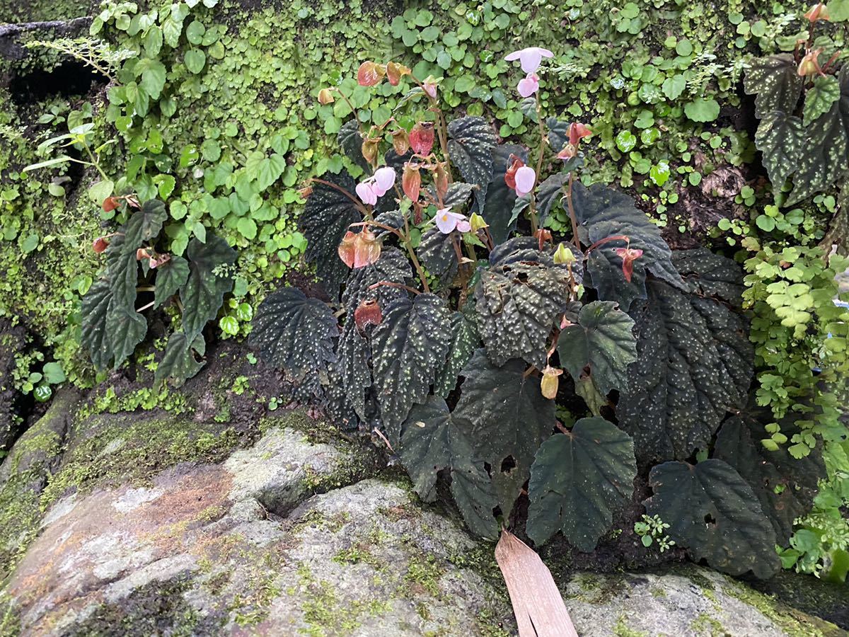 Begonia tenuifolia Sukasada， Bali 原種ベゴニア | PGT.UPRRP.EDU