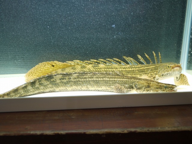 ポリプテルス 淡水魚大特価 ビキールspコリバ ビキールコリバ