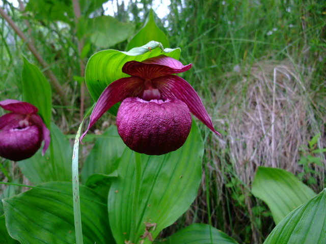 K13 厚岸ホテイアツモリソウ K13 厚岸ホテイアツモリソウ K13 厚岸ホテイアツモリソウ K13 厚岸