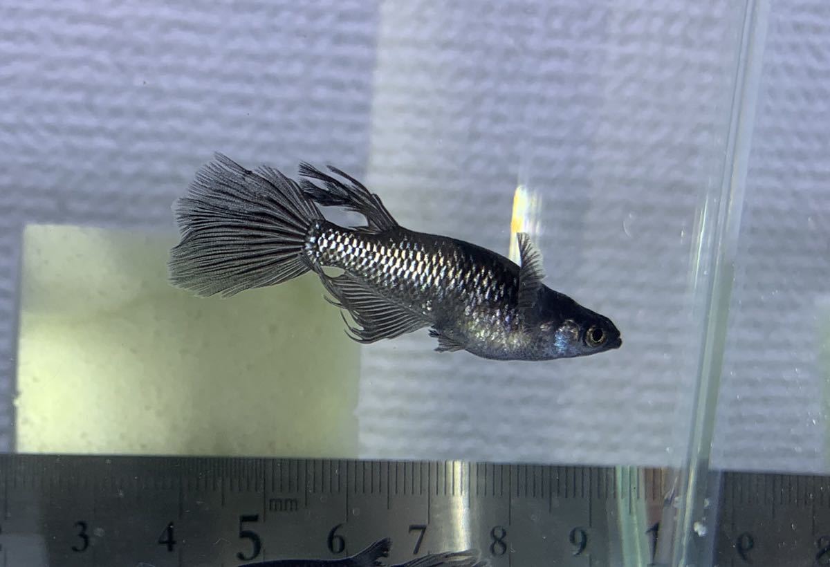 メダカ ブラックダイヤロングフィン [AiO JAPAN] 成魚 産卵 松井系ヒレ 