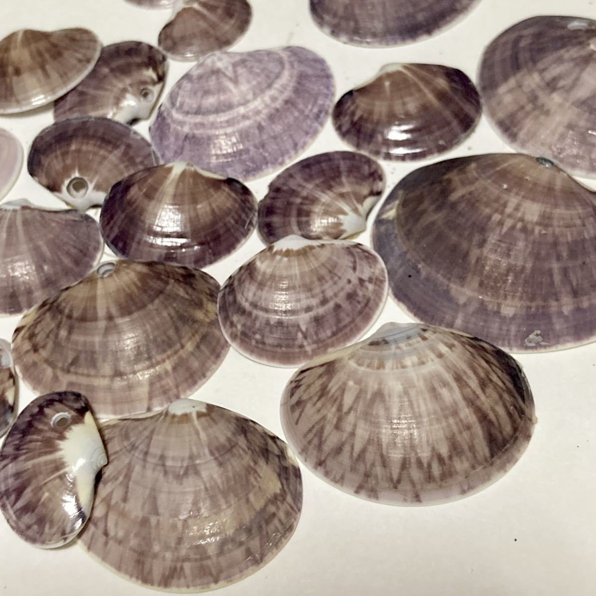 貝殻 ☆ 貝 ☆ ワスレガイ ☆ 忘れ貝 ☆ seashell ☆ ハンドメイド ☆ 工作 ☆ 海岸 ☆ オブジェ ☆ インテリア ☆ ガーデニング ☆ 紫色_1