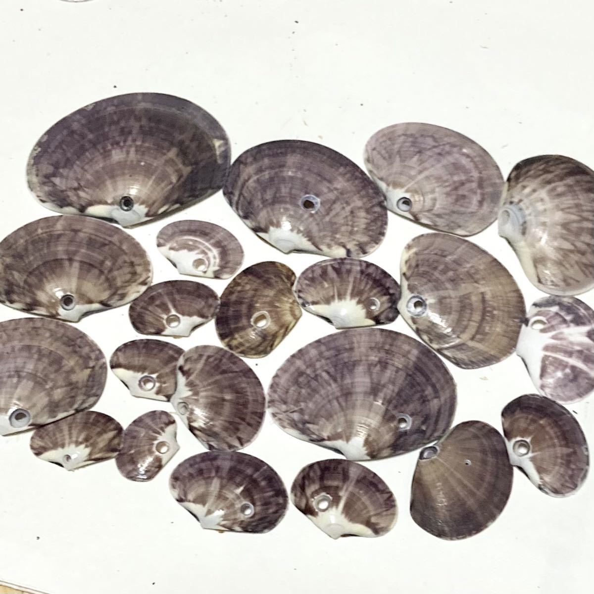 貝殻 ☆ 貝 ☆ ワスレガイ ☆ 忘れ貝 ☆ seashell ☆ ハンドメイド ☆ 工作 ☆ 海岸 ☆ オブジェ ☆ インテリア ☆ ガーデニング ☆ 紫色_10