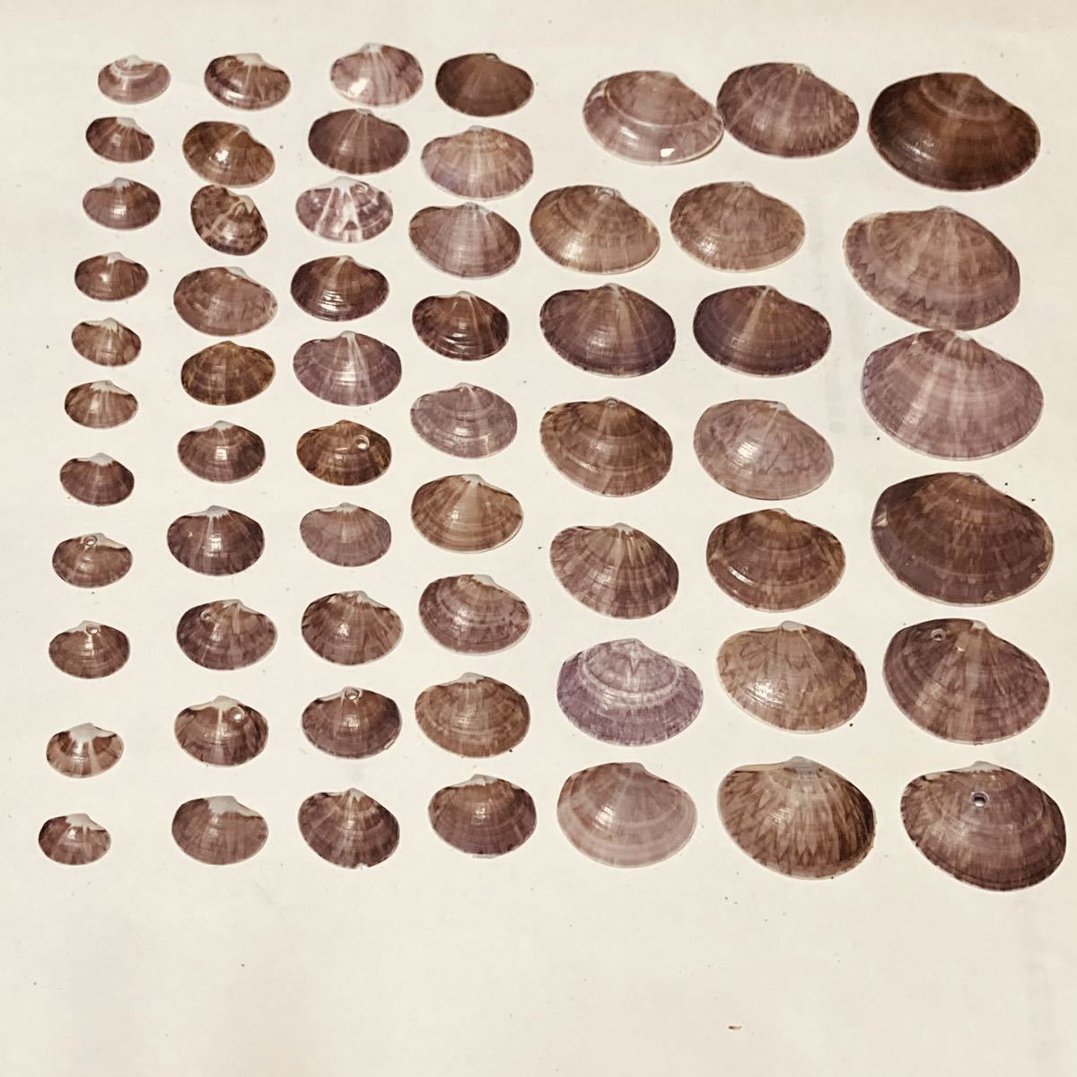 貝殻 ☆ 貝 ☆ ワスレガイ ☆ 忘れ貝 ☆ seashell ☆ ハンドメイド ☆ 工作 ☆ 海岸 ☆ オブジェ ☆ インテリア ☆ ガーデニング ☆ 紫色_2