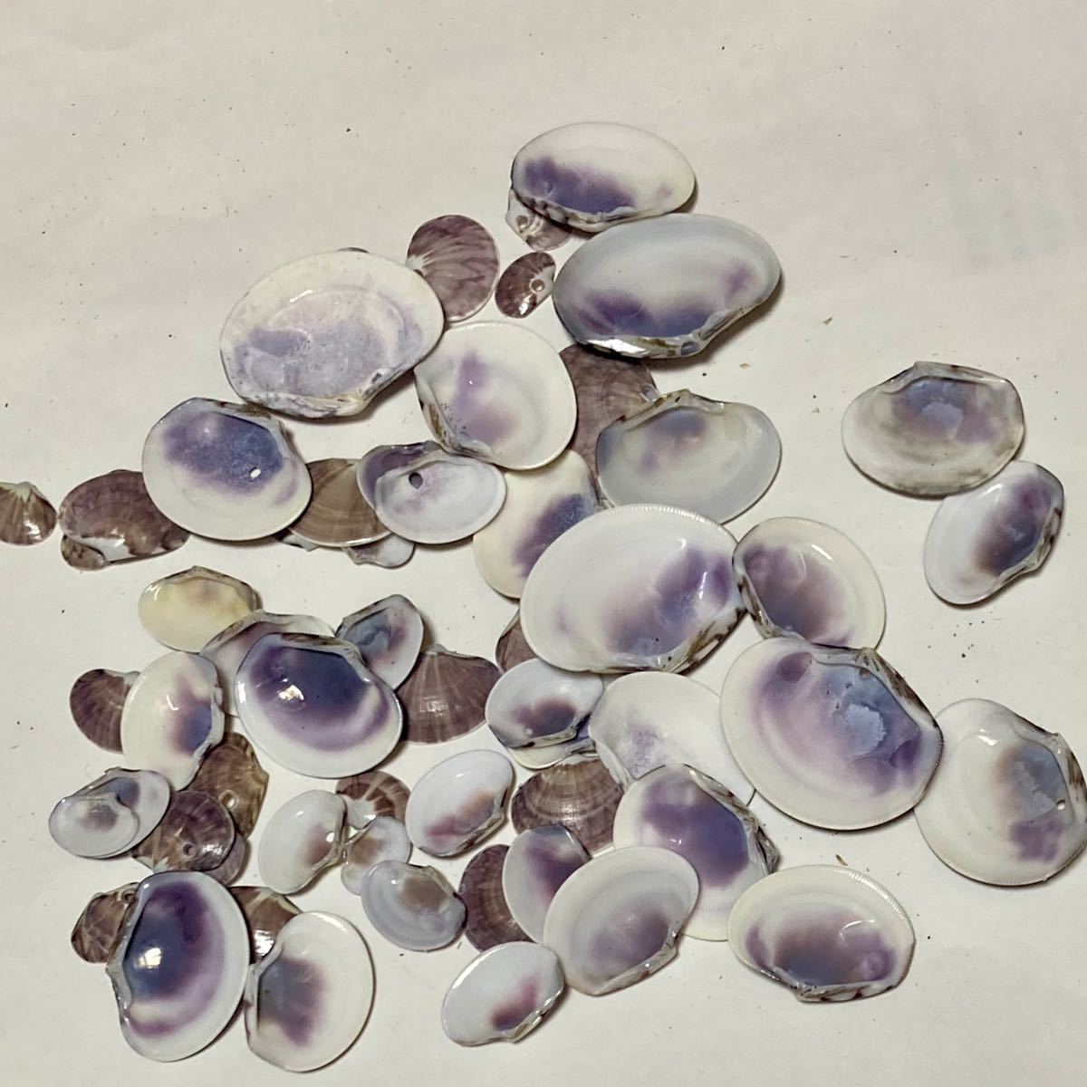 貝殻 ☆ 貝 ☆ ワスレガイ ☆ 忘れ貝 ☆ seashell ☆ ハンドメイド ☆ 工作 ☆ 海岸 ☆ オブジェ ☆ インテリア ☆ ガーデニング ☆ 紫色_4