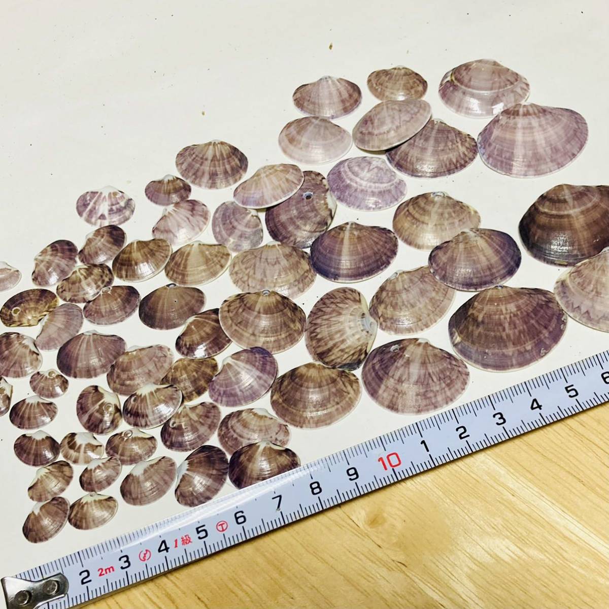 貝殻 ☆ 貝 ☆ ワスレガイ ☆ 忘れ貝 ☆ seashell ☆ ハンドメイド ☆ 工作 ☆ 海岸 ☆ オブジェ ☆ インテリア ☆ ガーデニング ☆ 紫色_5