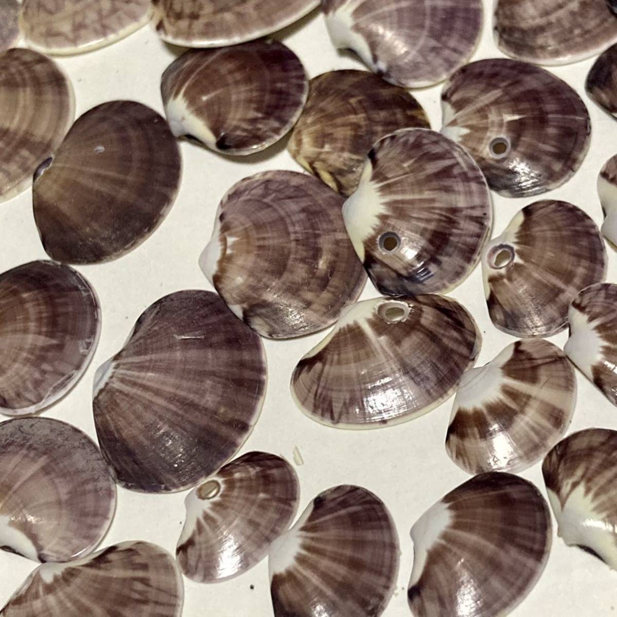 貝殻 ☆ 貝 ☆ ワスレガイ ☆ 忘れ貝 ☆ seashell ☆ ハンドメイド ☆ 工作 ☆ 海岸 ☆ オブジェ ☆ インテリア ☆ ガーデニング ☆ 紫色_7