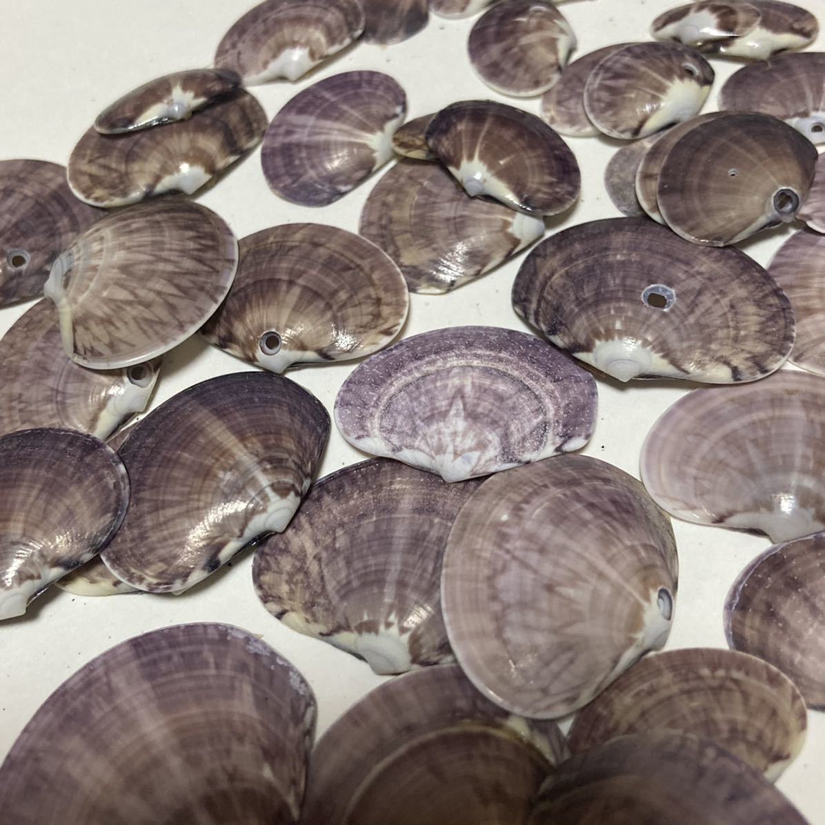 貝殻 ☆ 貝 ☆ ワスレガイ ☆ 忘れ貝 ☆ seashell ☆ ハンドメイド ☆ 工作 ☆ 海岸 ☆ オブジェ ☆ インテリア ☆ ガーデニング ☆ 紫色_8