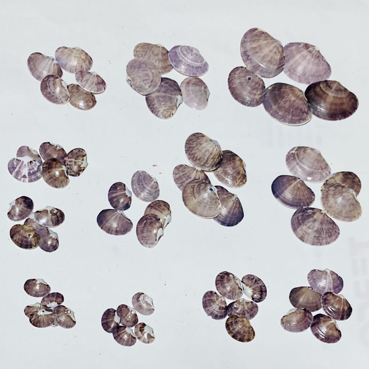 貝殻 ☆ 貝 ☆ ワスレガイ ☆ 忘れ貝 ☆ seashell ☆ ハンドメイド ☆ 工作 ☆ 海岸 ☆ オブジェ ☆ インテリア ☆ ガーデニング ☆ 紫色_9