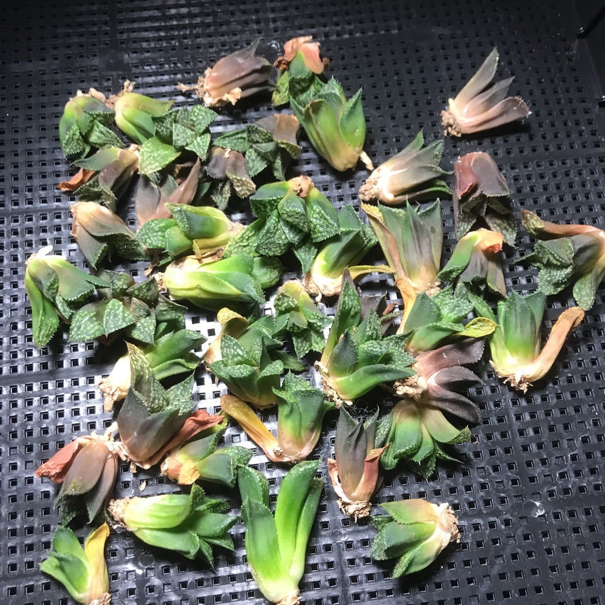 【人気SALE，限定SALE】 ハオルシア 紫金城40本 26(サボテン)｜売買されたオークション情報、yahooの商品情報をアーカイブ公開 - オークファン サボテン