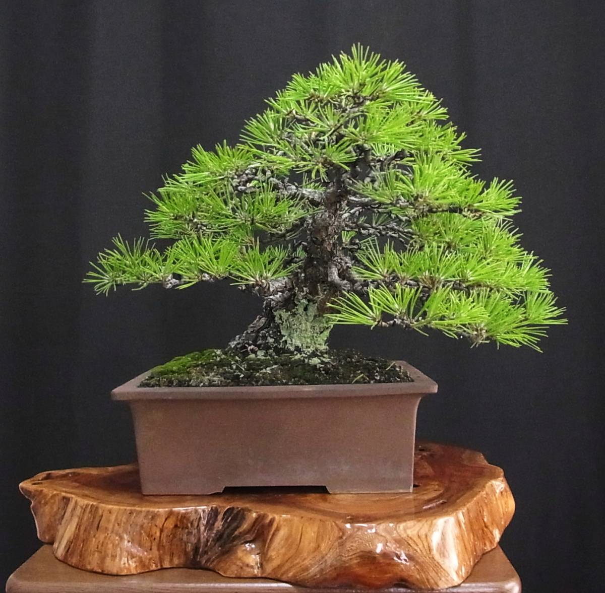 黒松 盆栽 樹高32cm 威風堂々 激古 極太 しぼり 皮性 古色溢れる圧倒的