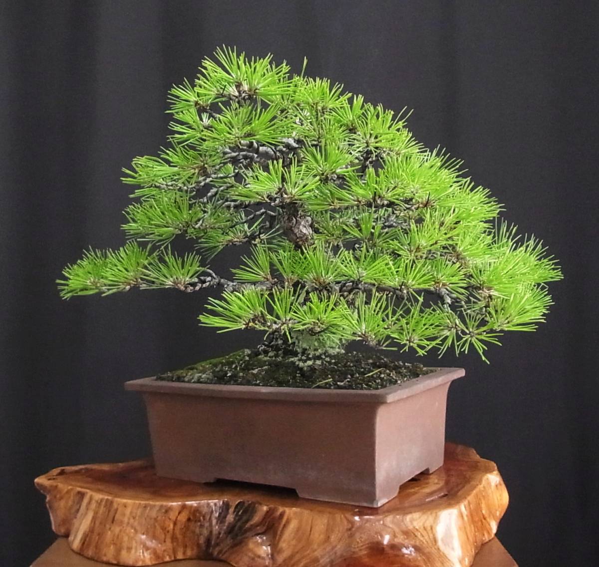 黒松 盆栽 樹高32cm 威風堂々 激古 極太 しぼり 皮性 古色溢れる圧倒的