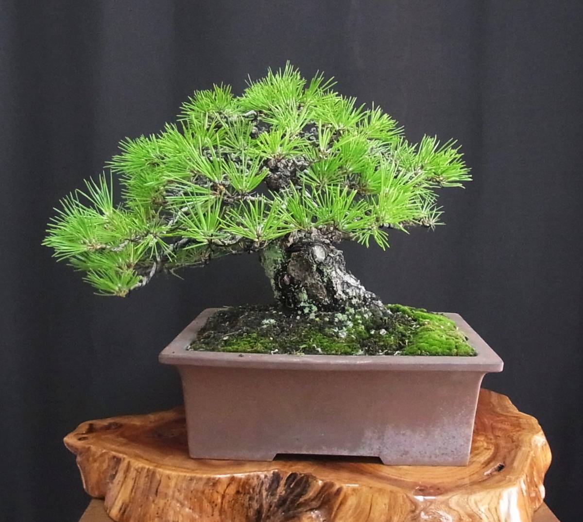 黒松 盆栽 樹高32cm 威風堂々 激古 極太 しぼり 皮性 古色溢れる圧倒的