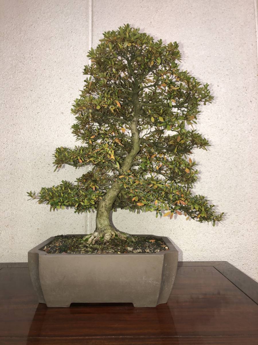 皐月 希少 サツキ 菊姫 幹周20cm 端正な樹 盆栽 樹高約23cm 皐月・日光