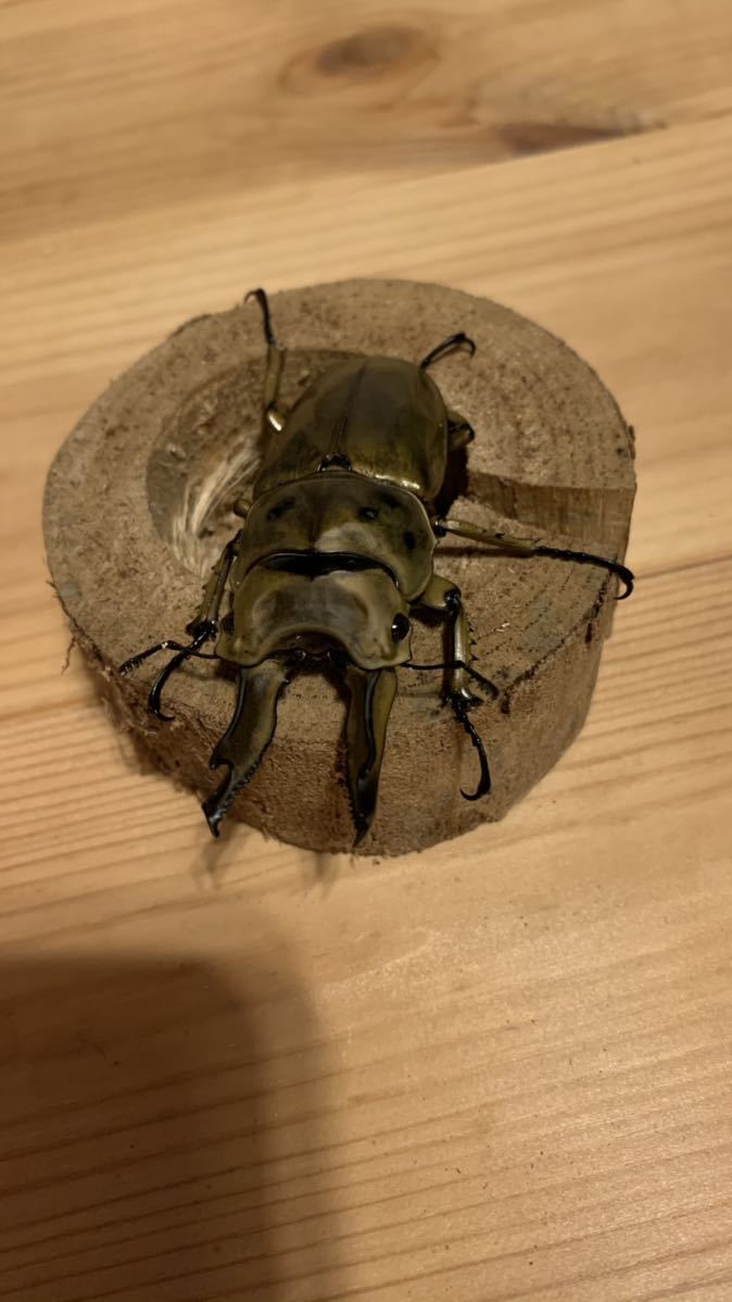 ババオウゴンオニクワガタ クワガタ・カブトムシ飼育情報 ババ 