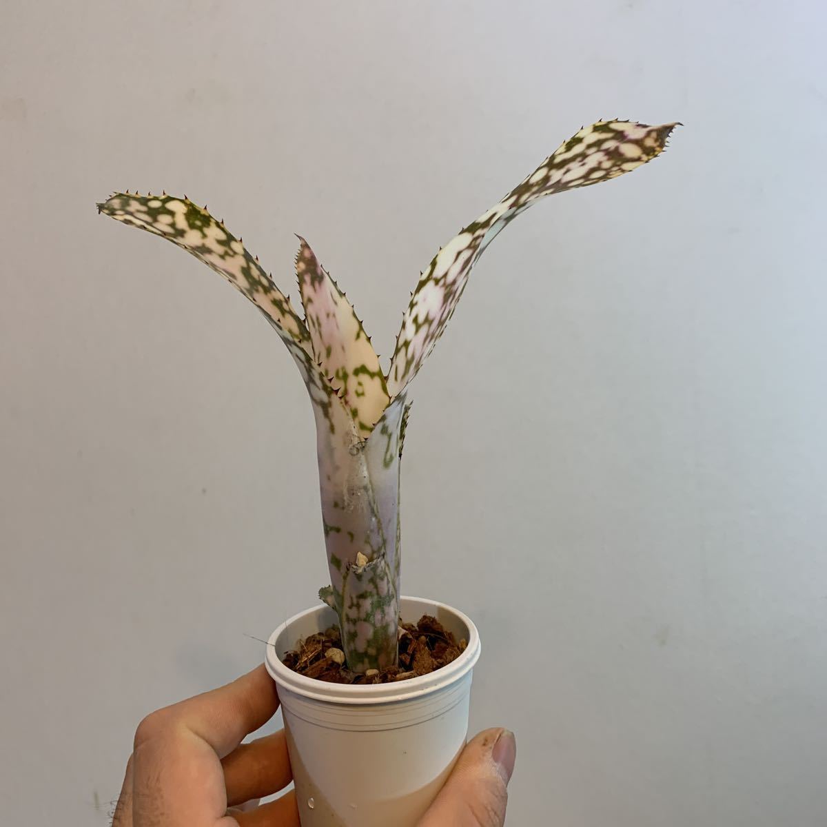 billbergia ivory tower ビルベルギア・アイボリータワー Billbergia