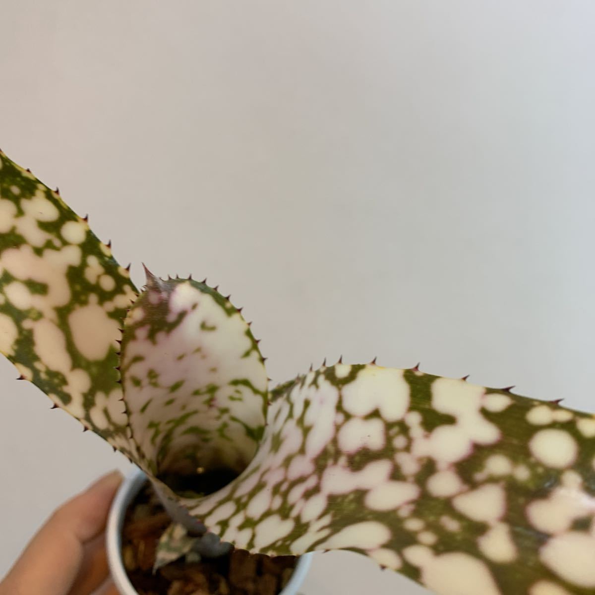 billbergia ivory tower ビルベルギア・アイボリータワー Billbergia