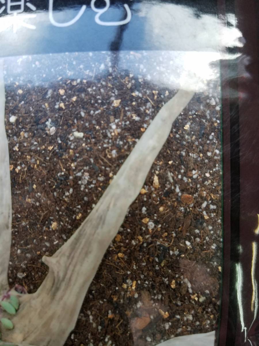 サボテン 多肉等植込みに 水 練って固まる培養土 ネルソル １ セダムなど 糊剤配合 壁面張り付け可能 肥料 土 売買されたオークション情報 Yahooの商品情報をアーカイブ公開 オークファン Aucfan Com