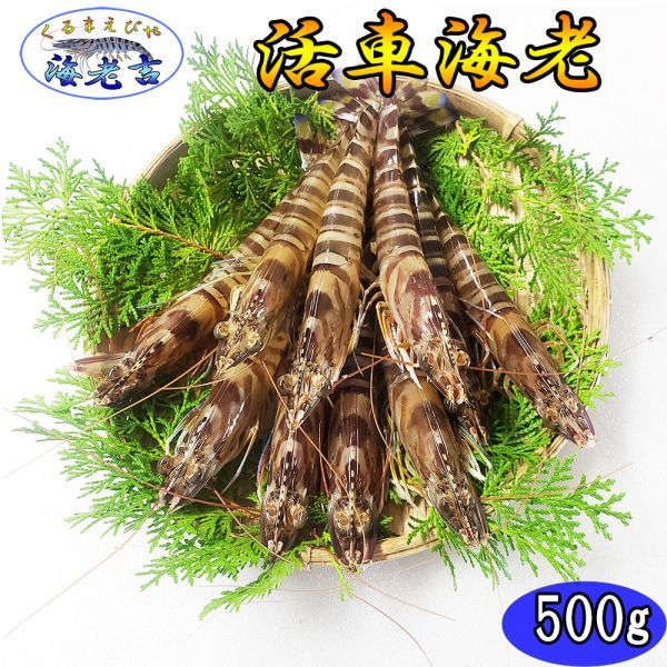  熊本県産 活き 車海老 500g 16 23尾 とれたてを翌日生きたまま お届け 各種贈答品 熨斗 のし 車エビ /クルマエビ/車えび/(車エビ)｜売買されたオークション情報、yahooの商品情報をアーカイブ公 車エビ