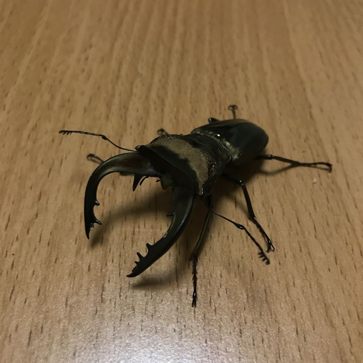 ベララベラ産　スペキオススホソアカクワガタ　スペキオスス　ホソアカ　スペキ　♂54♂49♀23