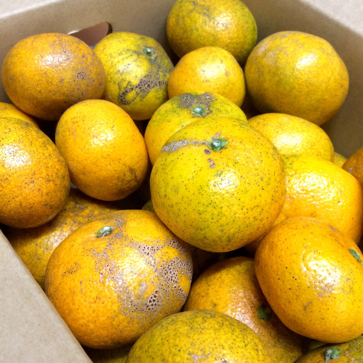 西浦 青島みかん 約5kg B級品 ご自宅用（サイズ不揃い・傷有り）_1