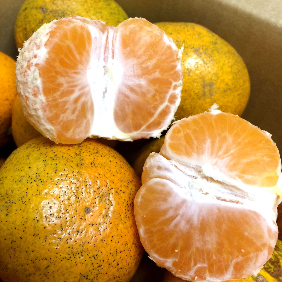 西浦 青島みかん 約5kg B級品 ご自宅用（サイズ不揃い・傷有り）_2