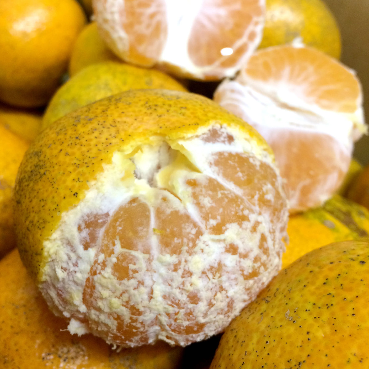 西浦 青島みかん 約5kg B級品 ご自宅用（サイズ不揃い・傷有り）_3