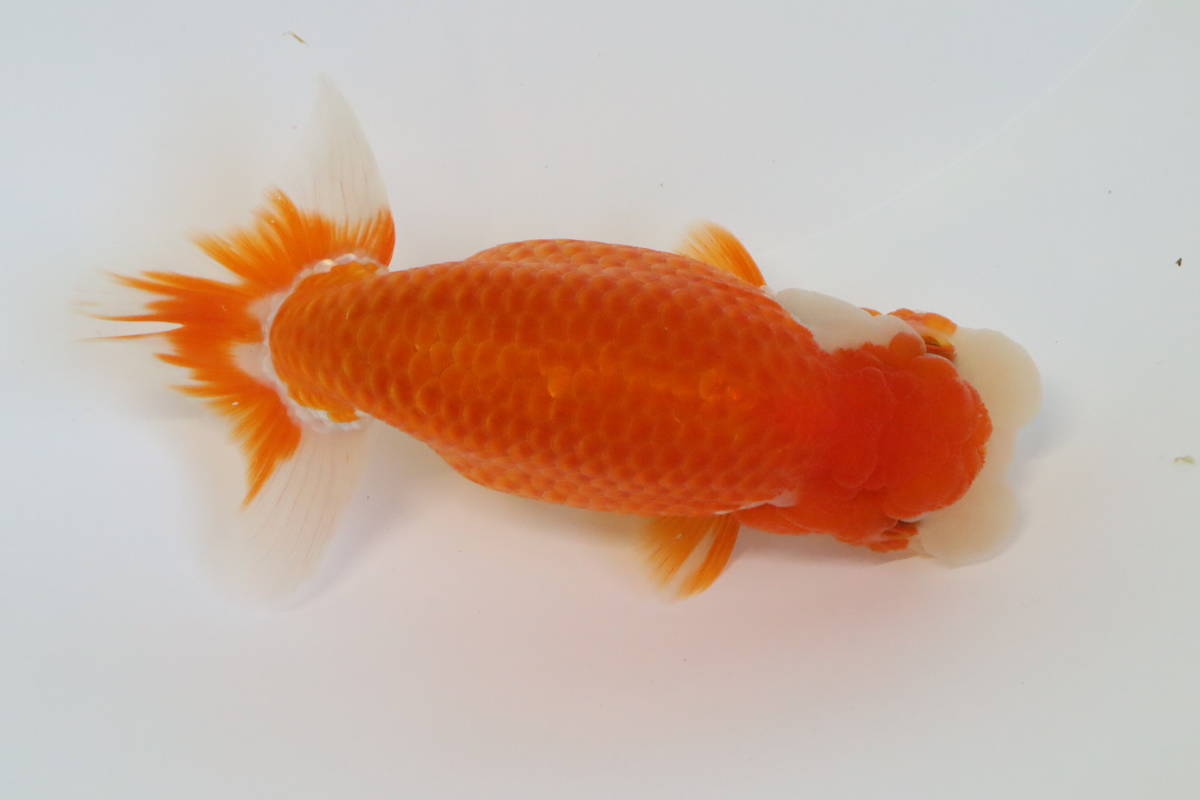 低価，品質保証 丸長 B 静岡県 磐田市 高橋明麿氏 極上種魚用 当歳魚 15㎝ メス 全国大会 西大関 獲得経験者(らんちゅう)｜売買されたオークション情報、yahooの商品情報をアーカイブ公開 - オークファン らんちゅう